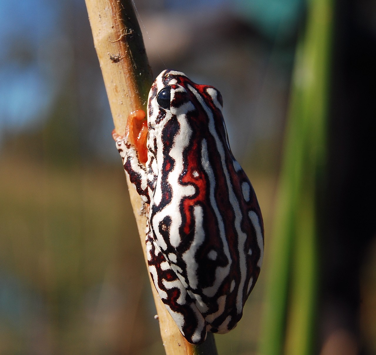 Hyperolius parallelus